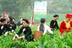 Thi hái chè trong ngày hội chè Thái Nguyên. (Ảnh: Minh Hải/TTXVN)