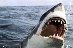 Ảnh minh họa. (Nguồn: news.com.au).