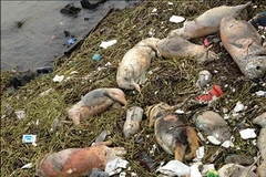 Xác lợn trôi trên sông ở Thượng Hải. (Nguồn: komonews)