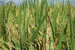 Ảnh minh họa. (Nguồn: ctysdag.com)