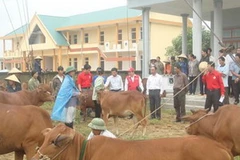 Đại diện Trung ương Hội Chữ thập đỏ Việt Nam trao 25 con bò giống cho hộ nghèo ở Hà Tĩnh. (Nguồn: redcross.org.vn)