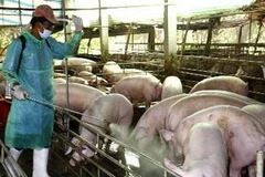 Phun thuốc khử trùng chuồng nuôi lợn. Ảnh minh họa.(Nguồn: TTXVN)