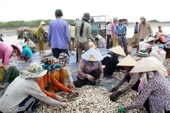 Thu hoạch nghêu ở Hợp tác xã thủy sản Đồng Tâm, Bến Tre (Nguồn: Internet)