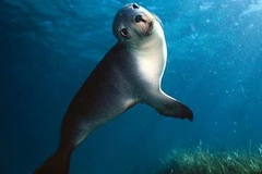 Một con sư tử biển đang chơi đùa trong công viên hải dương Nam Australia.( Ảnh: Marine Life Society of South Australia)