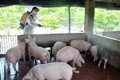 Phum thuốc khử trùng, tiêu độc chuồng trại cho một hộ chăn nuôi lợn. Ảnh minh họa. (Ảnh: Quang Quyết/TTXVN)