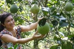 (Ảnh minh họa: Đình Huệ/TTXVN)