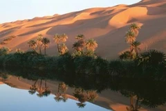 Ảnh minh họa (Nguồn: Internet)