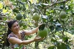 Ảnh minh họa. (Ảnh: Đình Huệ/TTXVN)