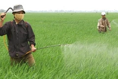 Ảnh minh họa. (Ảnh: An Đăng/TTXVN)