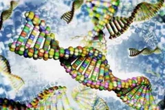 Mô hình gen người. Ảnh minh họa. (Nguồn: Ipsard)