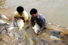 Ảnh minh họa. (Ảnh: Trần Tuấn/TTXVN)