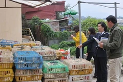 Những lồng gà thải loại bị lực lượng chức năng Lào Cai thu giữ. (Nguồn: Thanhnien.com.vn)