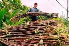 Ảnh minh họa. (Nguồn: Internet)