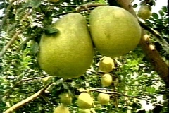 Bưởi Năm Roi. (Nguồn: Internet).