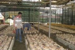 Sản xuất nấm linh chi. (Ảnh: Lê Việt Dũng/Vietnam+)
