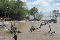 Ảnh minh họa. (Nguồn: Minh Trí/TTXVN).