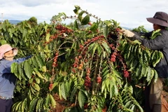 Thu hoach càphê ở thị trấn Đắk Hà, huyện Đắk Hà, Kon Tum. (Ảnh: Trần Lê Lâm/TTXVN)