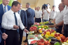 Thủ tướng Nga Dmitry Medvedev kiểm tra các sản phẩm nông nghiệp trong chuyến thăm thành phố Krasnodar, miền nam Nga. (Nguồn: AFP/TTXVN)
