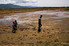 Đồng ruộng Ninh Thuận khô hạn và không thể trồng trọt vì hạn. (Ảnh: Trọng Đạt/TTXVN)