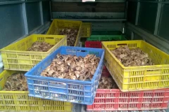 Hơn 5.000 con gà giống bị thu giữ. (Ảnh: Nguyễn Hoàng/Vietnam+)