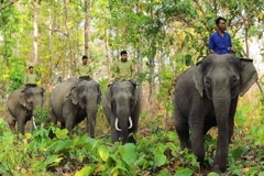 Một đàn voi nhà ở Đắk Lắk. (Ảnh: Minh Đức/TTXVN)