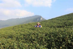 Mô hình sản xuất chè trên đỉnh núi tại huyện Nguyên Bình, Cao Bằng. (Ảnh: Chu Hiệu/TTXVN)