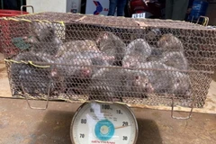 Các cá thể dúi đã được lực lượng chức năng giải cứu. (Nguồn: tuoitre.vn)