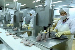 Dây chuyền chế biến cá ngừ đại dương đông lạnh xuất khẩu tại nhà máy của Công ty Cổ phần Thủy sản Bình Định. (Ảnh: Vũ Sinh/TTXVN)