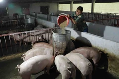 Nghiên cứu phản ánh liên quan vấn đề xuất khẩu thịt lợn để cứu giá