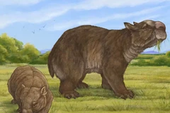 Hình ảnh tái hiện gấu túi khổng lồ Ramsayia (phải) bên cạnh một con gấu túi hiện đại. (Nguồn: The Conversation)