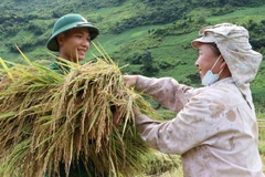 [Photo] Bộ đội biên phòng Lai Châu giúp dân thu hoạch lúa “chạy mưa”
