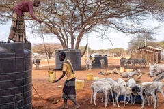 Hạn hán ảnh hưởng nặng nề tới chăn nuôi gia súc tại Kenya. (Nguồn: FAO)
