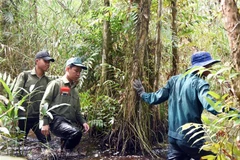 Các lực lượng thường xuyên luồn rừng, kiểm tra tình hình mực nước dưới chân rừng, có dự báo kịp thời để triển khai các phương án giữ rừng an toàn. (Ảnh: Huỳnh Thế Anh/TTXVN)