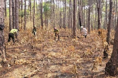 Lực lượng chức năng cùng nhóm hộ nhận khoán, bảo vệ rừng phòng hộ ở huyện Mang Yang, Gia Lai tổ chức phát, dọn thực bì. (Ảnh: Hoài Nam/TTXVN)