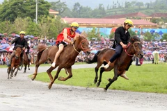 [Photo] Lào Cai: Những chú ngựa thồ tung vó trên cao nguyên Bắc Hà