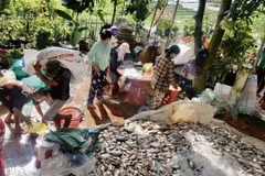 Cá nuôi bè của một số hộ nuôi thủy sản trên nhánh sông Hậu chết hàng loạt chưa rõ nguyên nhân. (Ảnh: TTXVN phát)