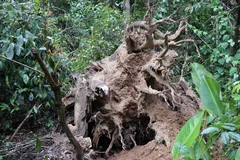 Di tích lịch sử Sở Chỉ huy Chiến dịch Điện Biên Phủ hư hại sau mưa lớn