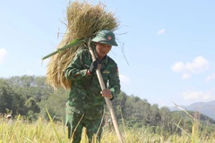 [Photo] Mùa vàng” thắm tình quân dân nơi vùng cao biên giới Mường Pồn