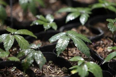 Những cây sâm Lai Châu đã được ươm thành công, tạo tín hiệu vui trong việc phát triển và bảo tồn nguồn dược liệu quý để phát triển kinh tế dưới tán rừng. (Ảnh: Quý Trung/TTXVN)