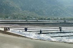 Sản xuất muối và phát triển công nghiệp sau muối ở khu vực phía Nam của tỉnh đang được tỉnh Ninh Thuận tập trung thu hút đầu tư. (Ảnh: Công Thử/TTXVN)