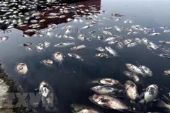 Ảnh minh họa. (Nguồn: TTXVN)