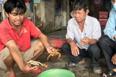 Cua chết bất thường xảy ra tại các huyện Đầm Dơi, Năm Căn, Ngọc Hiển. (Nguồn: VOV)