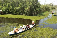 Du lịch sông nước là một sản phẩm đặc trưng được ưa chuộng tại Long An. (Ảnh: Đức Hạnh/TTXVN)