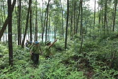 Lực lượng kiểm lâm (Chi cục Kiểm lâm tỉnh Bắc Giang) phối hợp với lực lượng chuyên trách Ban quản lý rừng phòng hộ Sơn Động tổ chức đi tuần tra bảo vệ rừng. (Ảnh: Vũ Sinh/TTXVN)