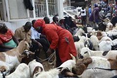 Một chợ gia súc trước lễ Eid al-Adha tại Kampala, Uganda, ngày 8/7/2022. (Ảnh: THX/TTXVN)
