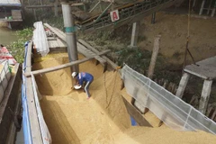 Vận chuyển nguyên liệu vào nhà máy để sản xuất tại nhà máy chế biến gạo - Công ty TNHH một thành viên Lương thực Thoại Sơn (Tập đoàn Lộc Trời). (Ảnh: Vũ Sinh/TTXVN)