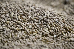 Hạt ngũ cốc sau khi được thu hoạch tại nông trại ở Odessa, Ukraine, ngày 22/5/2022. (Ảnh: AFP/TTXVN)