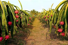 Thanh long Việt Nam là nông sản được nhiều quốc gia ưa chuộng. (Ảnh: Thu Hiền/TTXVN)