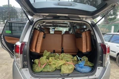 Số lượng lớn cầy hương bị bắt quả tang khi đang vận chuyển trái phép. (Ảnh: TTXVN phát)