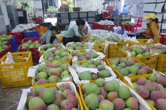 Xoài Úc được vựa xoài ở huyện Cam Lâm thu mua chỉ với giá 6.000 đồng/kg. (Ảnh: Phan Sáu/TTXVN)